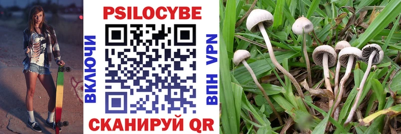 купить  цена  Буй  Псилоцибиновые грибы Psilocybe 